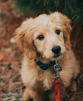 pexels-jaydenburdick-3397939