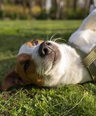 view-cute-dog-enjoying-time-nature-park